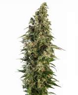 Afghani #1 Automatic strain photo