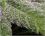 Bubble Berry strain photo