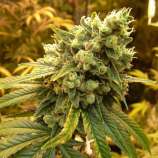Sour Diesel strain photo