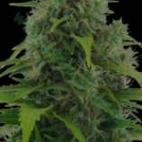 Auto Northern Light strain photo