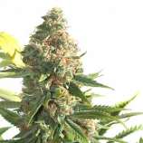 Skunk strain photo