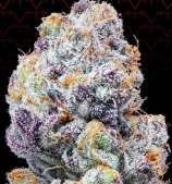Color Of Space strain photo