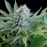 Peach Purée CBD strain photo