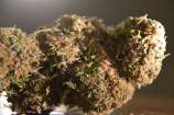 MadCat's Backyard Stash - Purple HAS.OG #2 strain photo