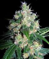 Velvet Bud strain photo