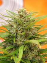 Super AK strain photo