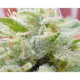 Brave Unicorn strain photo