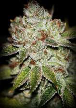 SourFlame OG strain photo