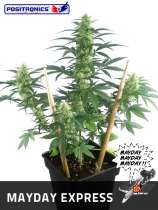 Mayday Express strain photo