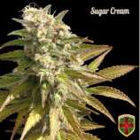 All-in Medicinal Seeds - Sugar Cream strain photo