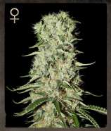Damnesia strain photo