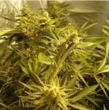Blue Cheese strain photo
