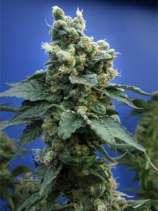 Banana Bread strain photo