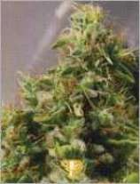 Master Haze strain photo