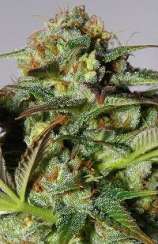 Premium Grade strain photo