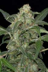 Haze 2.0 Autoflowering strain photo