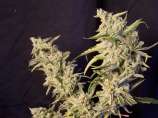 Matanuska Thunderfuck strain photo
