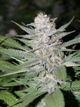 Blueberry Hashplant strain photo