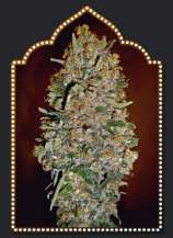 Auto Chocolate Skunk strain photo