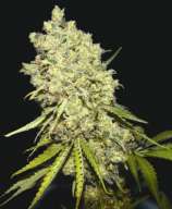 Somanta strain photo