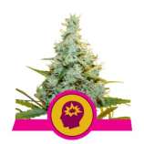 AMG strain photo