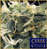 Fruity Thai strain photo