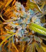 Speedy Gonzales strain photo