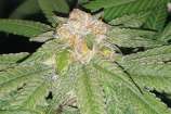 Trap Candy strain photo