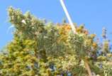 Star Gazer strain photo