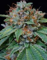 5 Leaf Clover strain photo