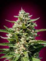White Kush strain photo