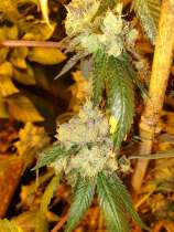 Tegridy strain photo