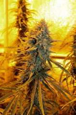 Sour Amnesia strain photo