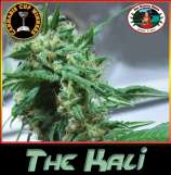 The Kali strain photo