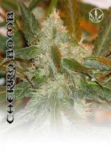 Cherry Bomb strain photo