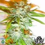 Good Medicine strain photo