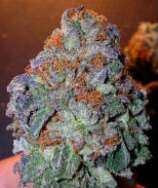 BC Purps strain photo