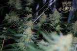 Superbomb strain photo