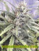 Super Thai strain photo