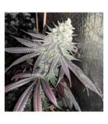Baklava strain photo