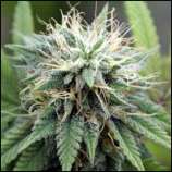 20 Guage strain photo