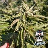 The Azucar strain photo