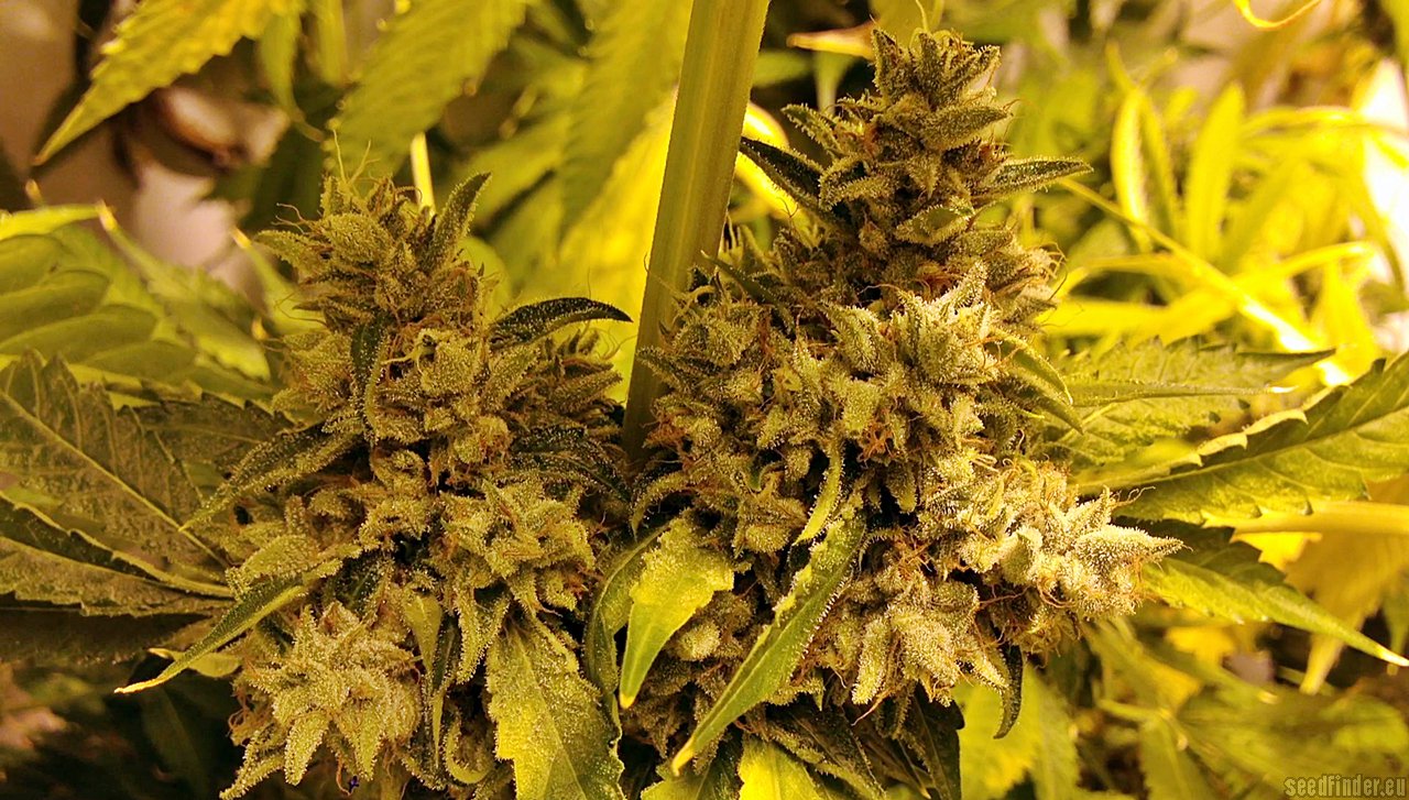 Strawberry OG strain photo