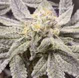 Sundae Sunset strain photo