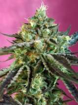 Sweet Nurse Auto CBD strain photo