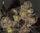 TH Seeds - Da Purps strain photo
