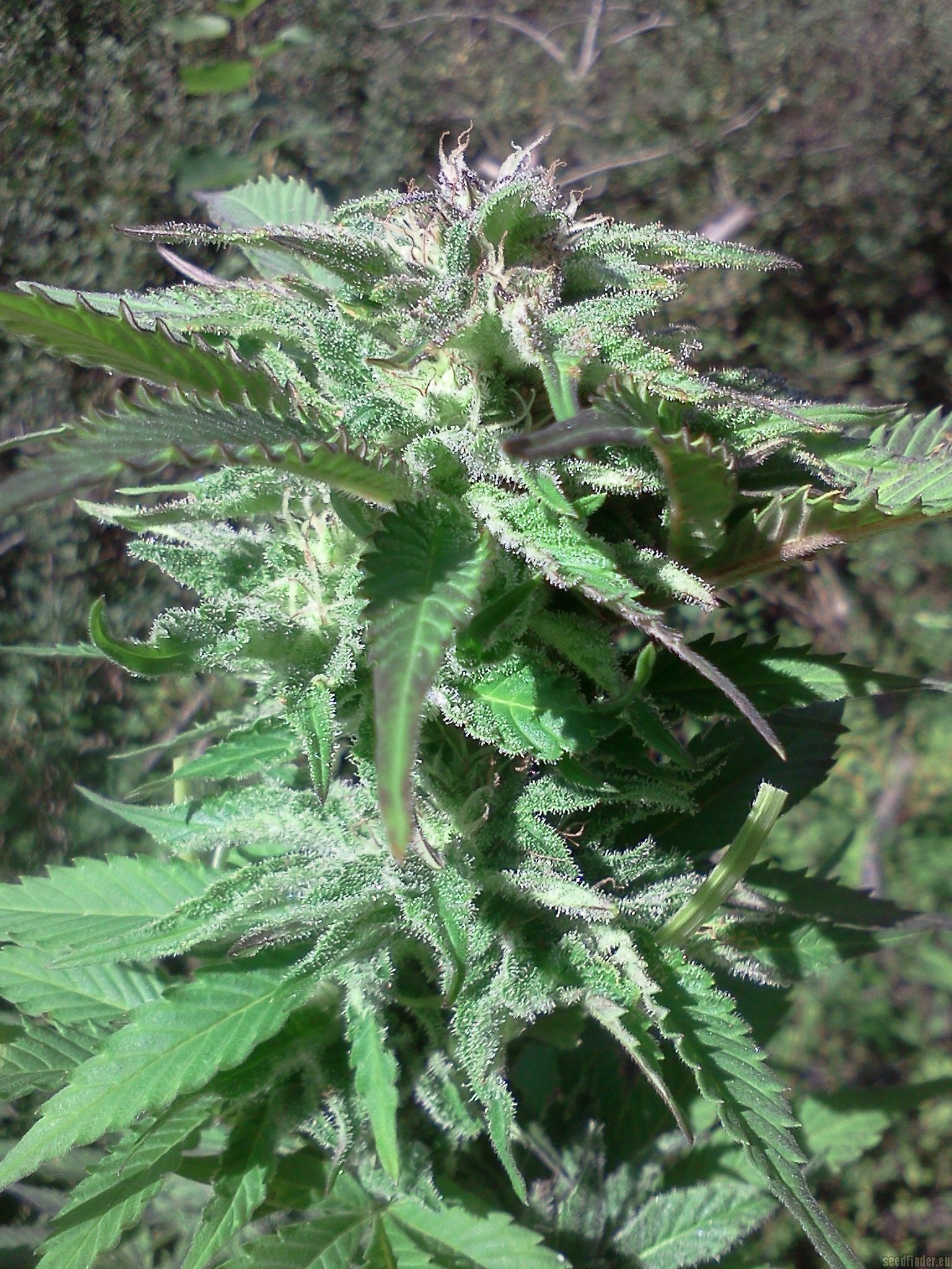 Original Swiss Erdbeerli strain photo