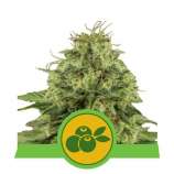 Haze Berry Automatic strain photo