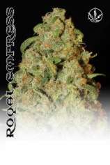 Royal Empress strain photo