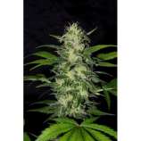The Super strain photo